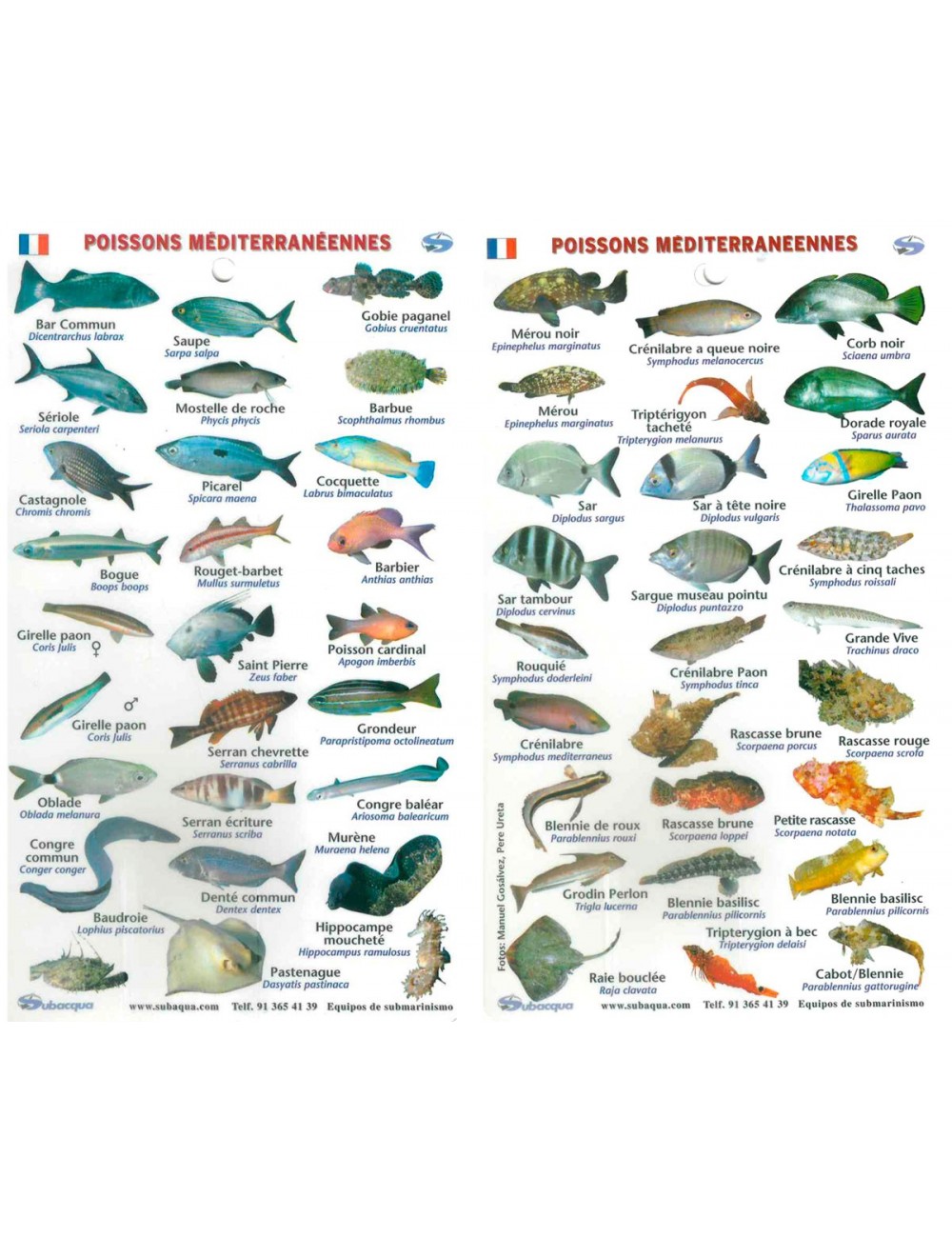 Fish Chart